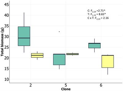 Extensive Variation in Drought-Induced Gene Expression Changes Between Loblolly Pine Genotypes